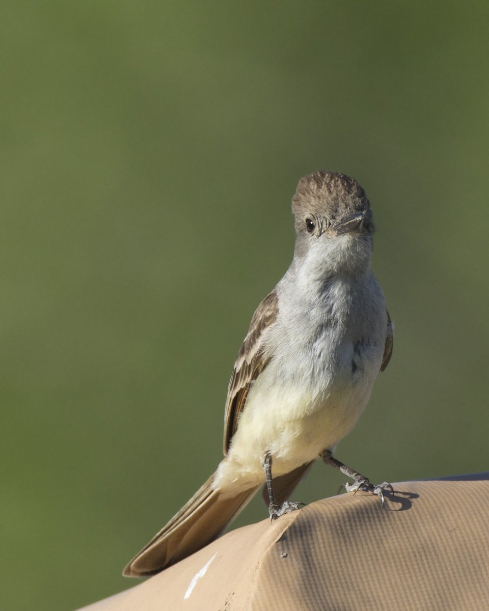 Ash-throated Flycatcher - ML576958551