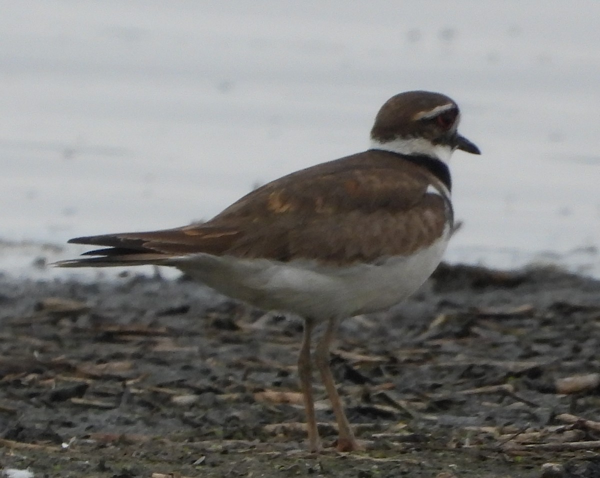 Killdeer - Richard Klauke