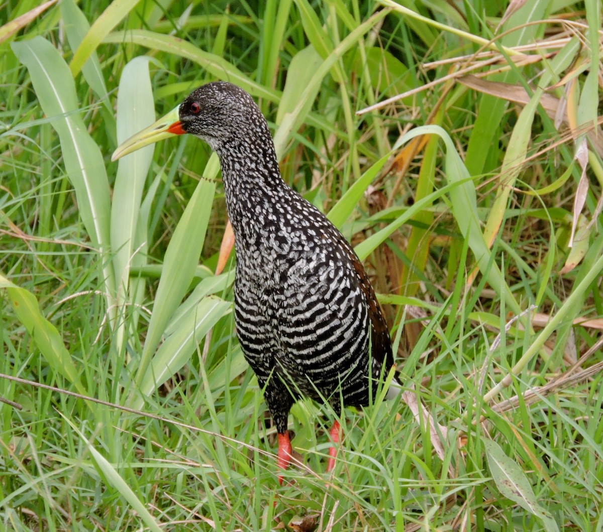 Spotted Rail - ML576960231