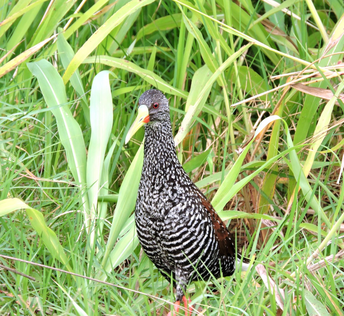 Spotted Rail - ML576960241