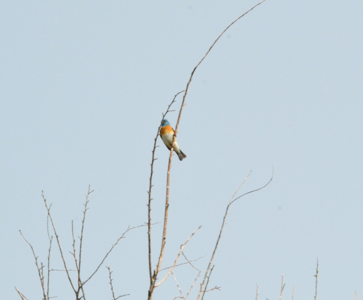 Lazuli Bunting - ML576960431