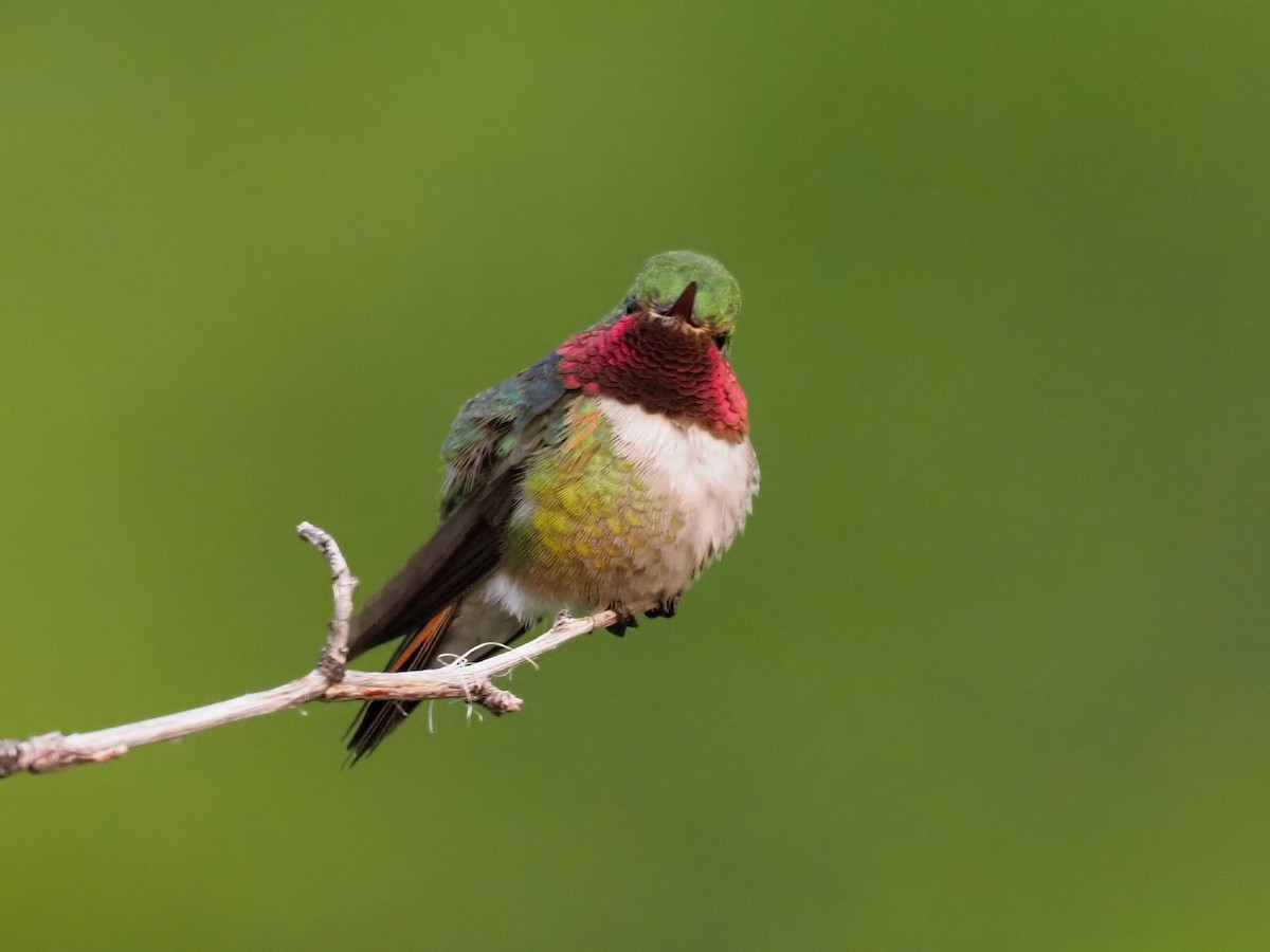 Broad-tailed Hummingbird - Leslie S