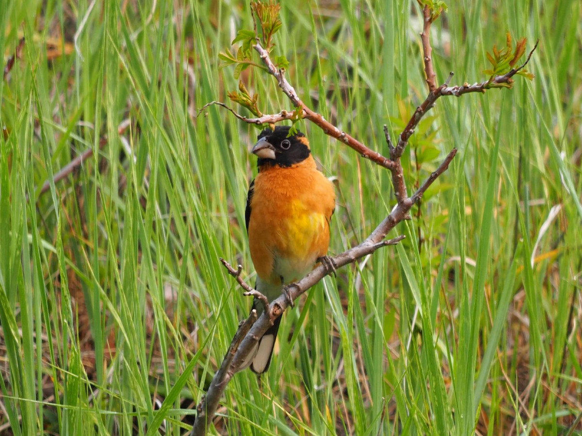 Black-headed Grosbeak - Leslie S