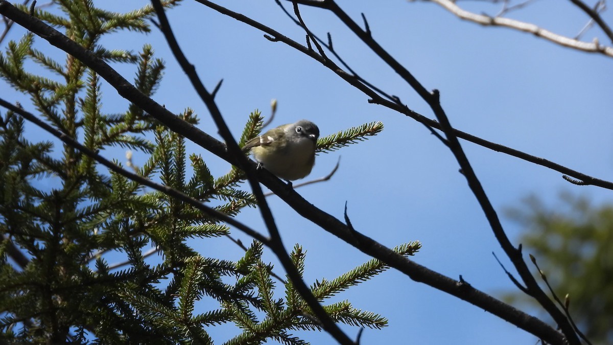 Graukopfvireo - ML576961261