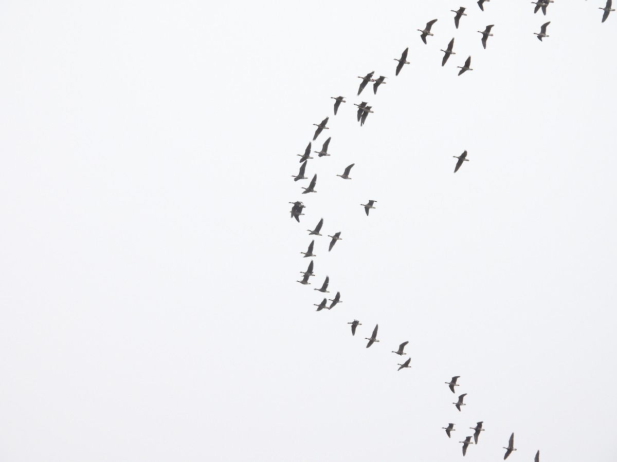 Greater White-fronted Goose - ML576962051