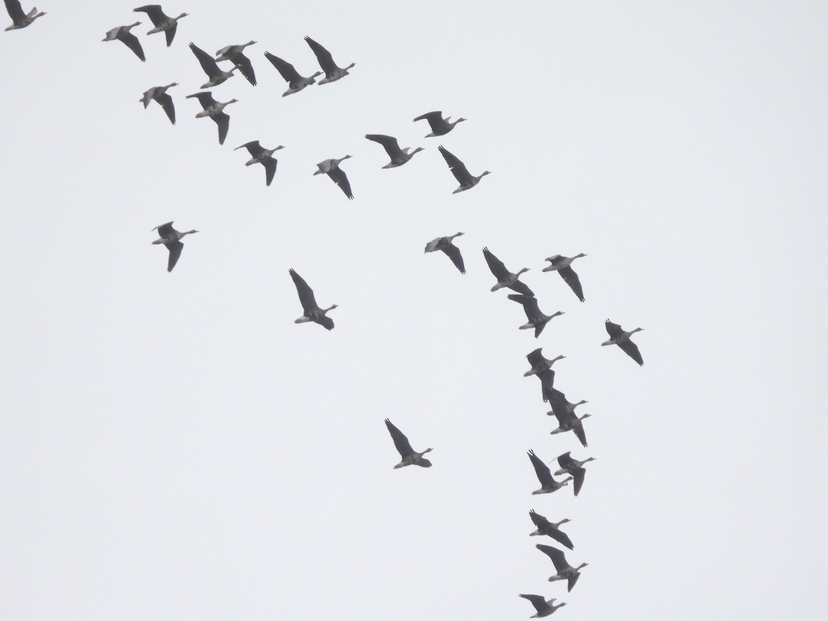 Greater White-fronted Goose - Nick & Jane