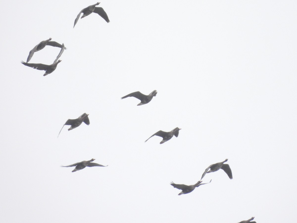 Greater White-fronted Goose - ML576962081