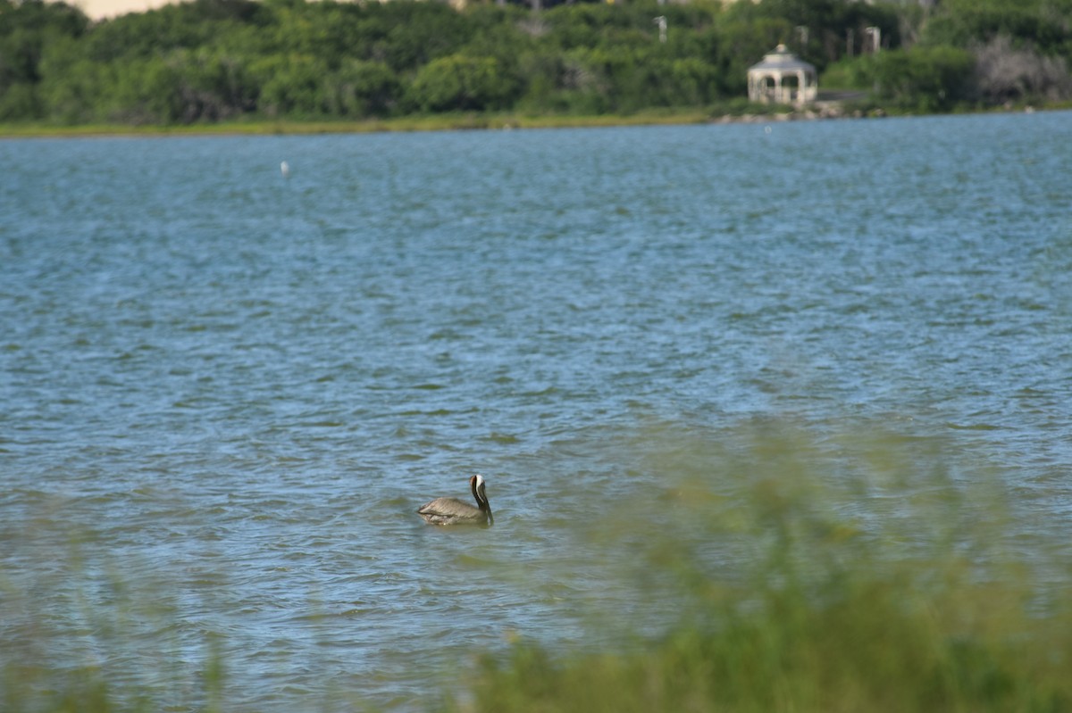 Brown Pelican - ML576962831