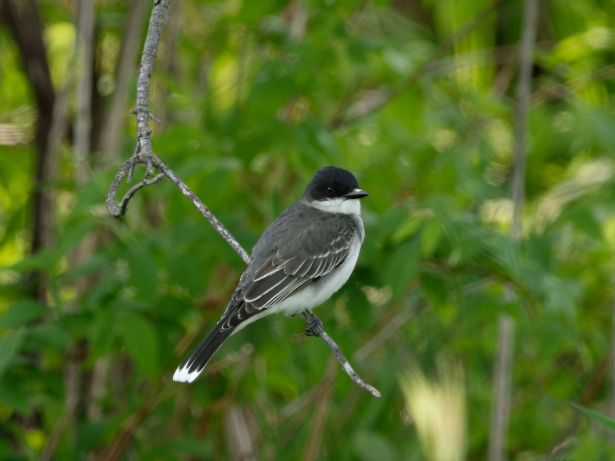 Eastern Kingbird - ML576963311