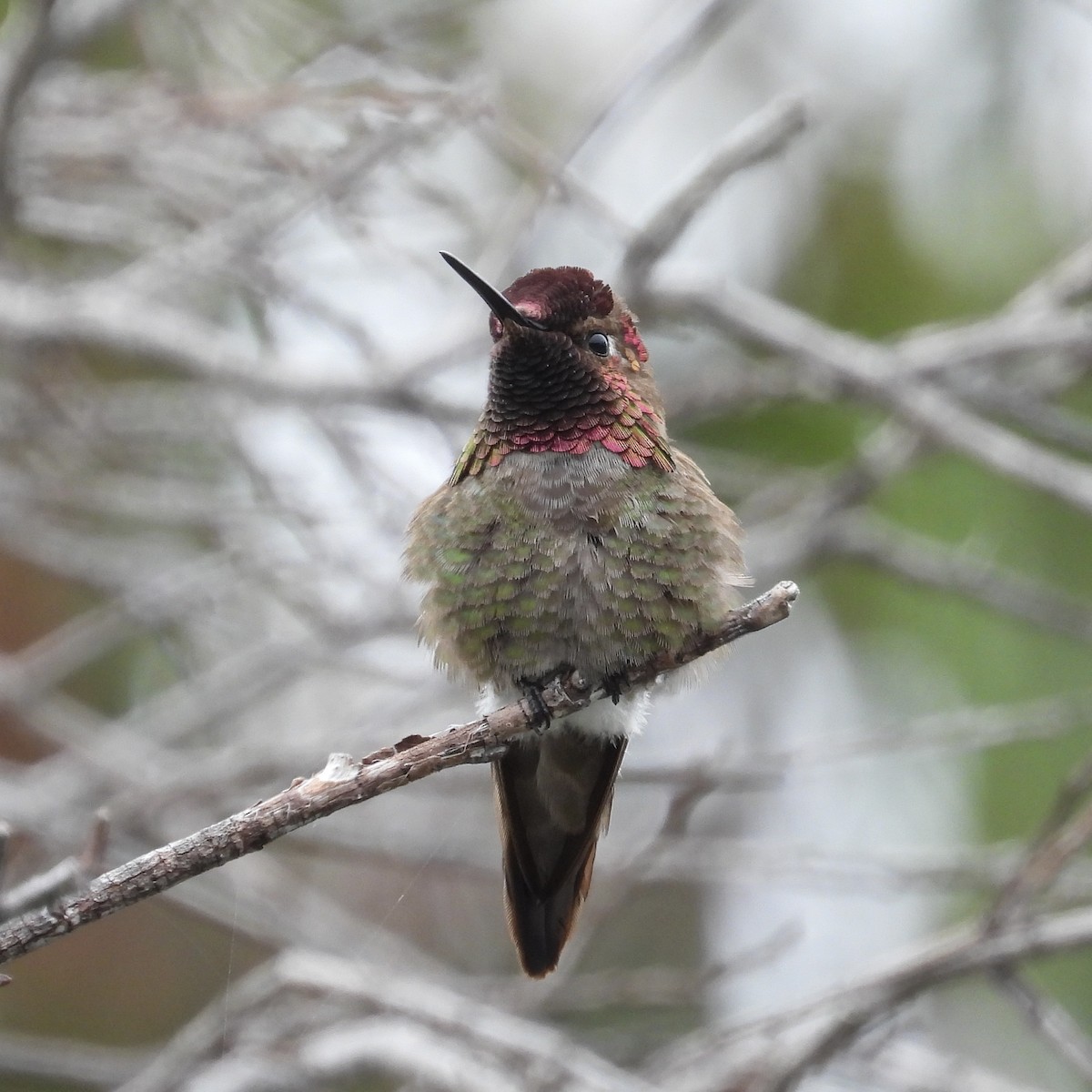 Anna's Hummingbird - Heather O'Connor