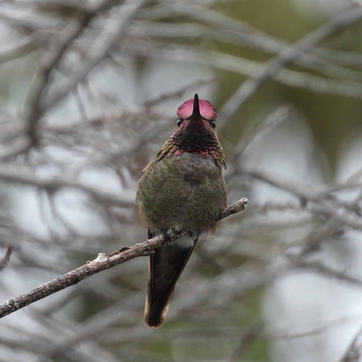 Anna's Hummingbird - ML576964341