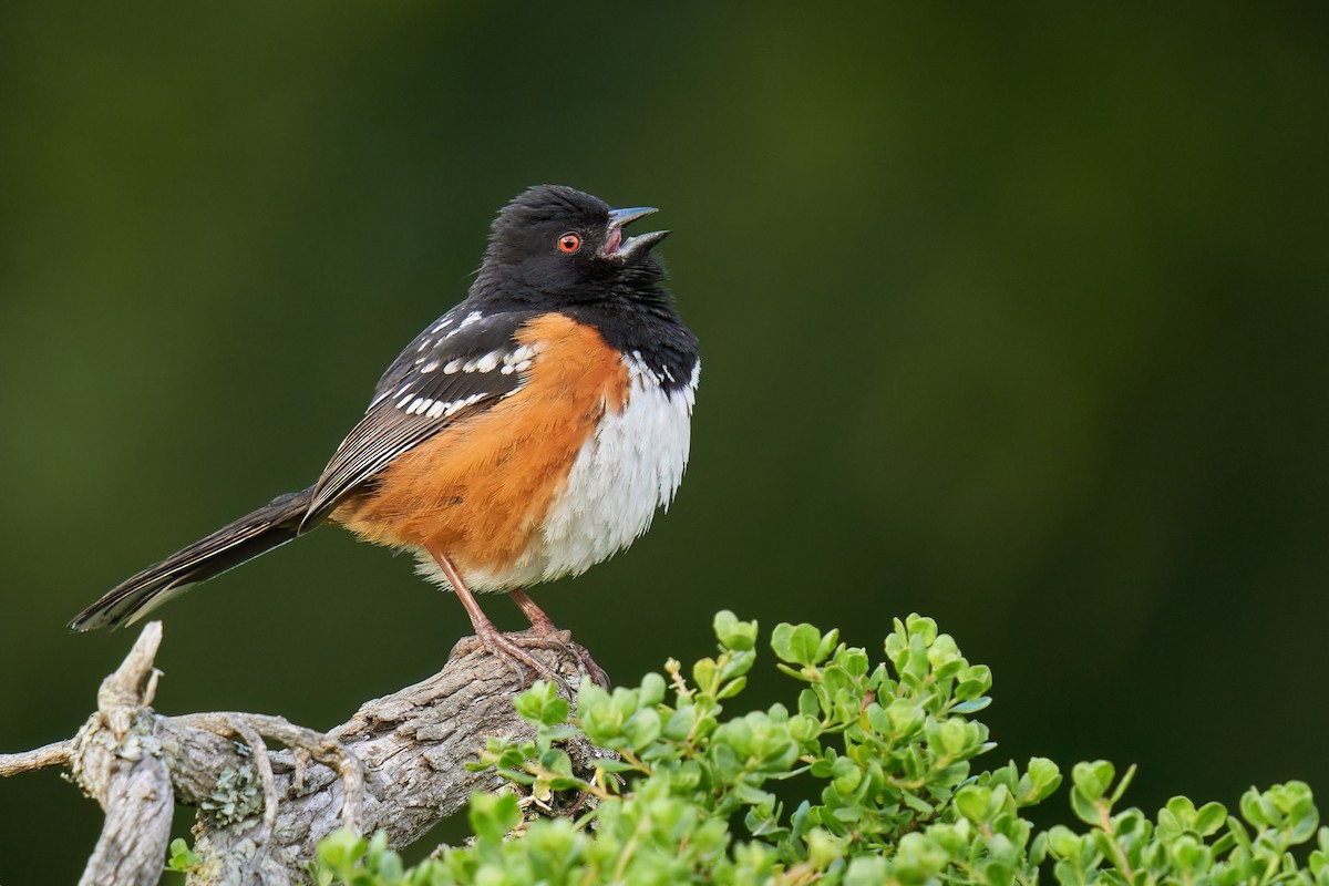 Spotted Towhee - ML576964751