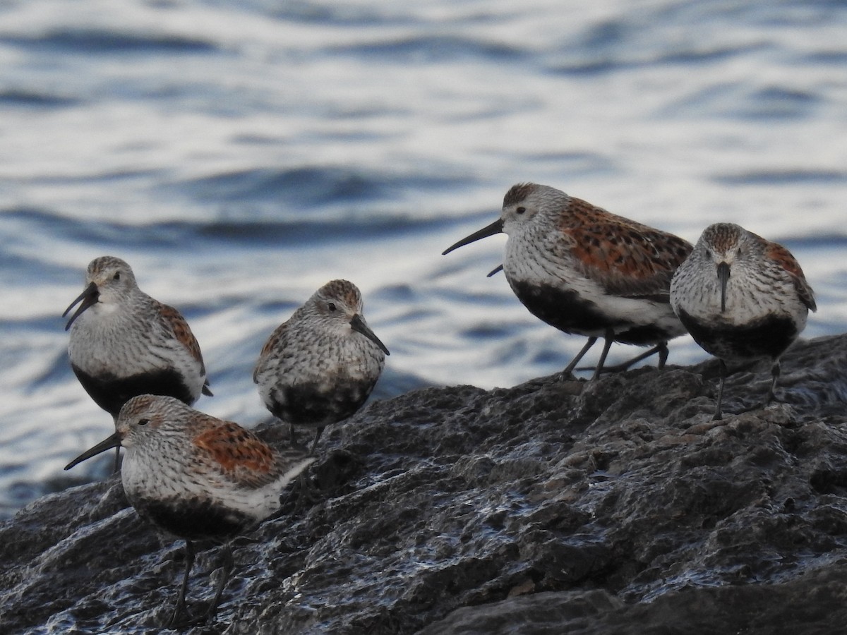 Dunlin - Benjamin Laing