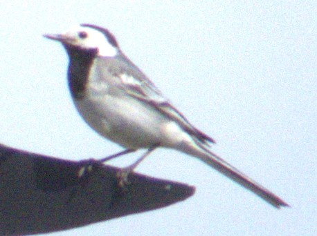Хөх цэгцгий - ML576966771