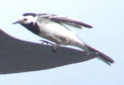 Хөх цэгцгий - ML576966781