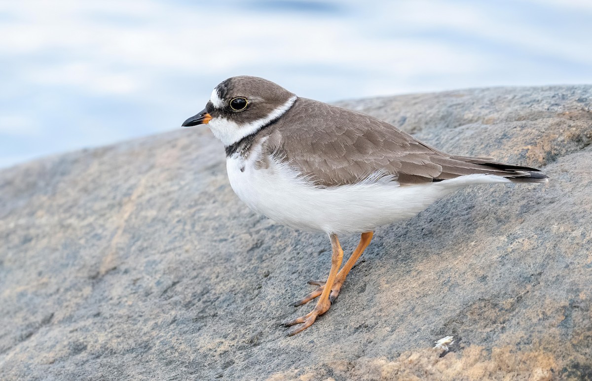 Semipalmated Plover - ML576968321