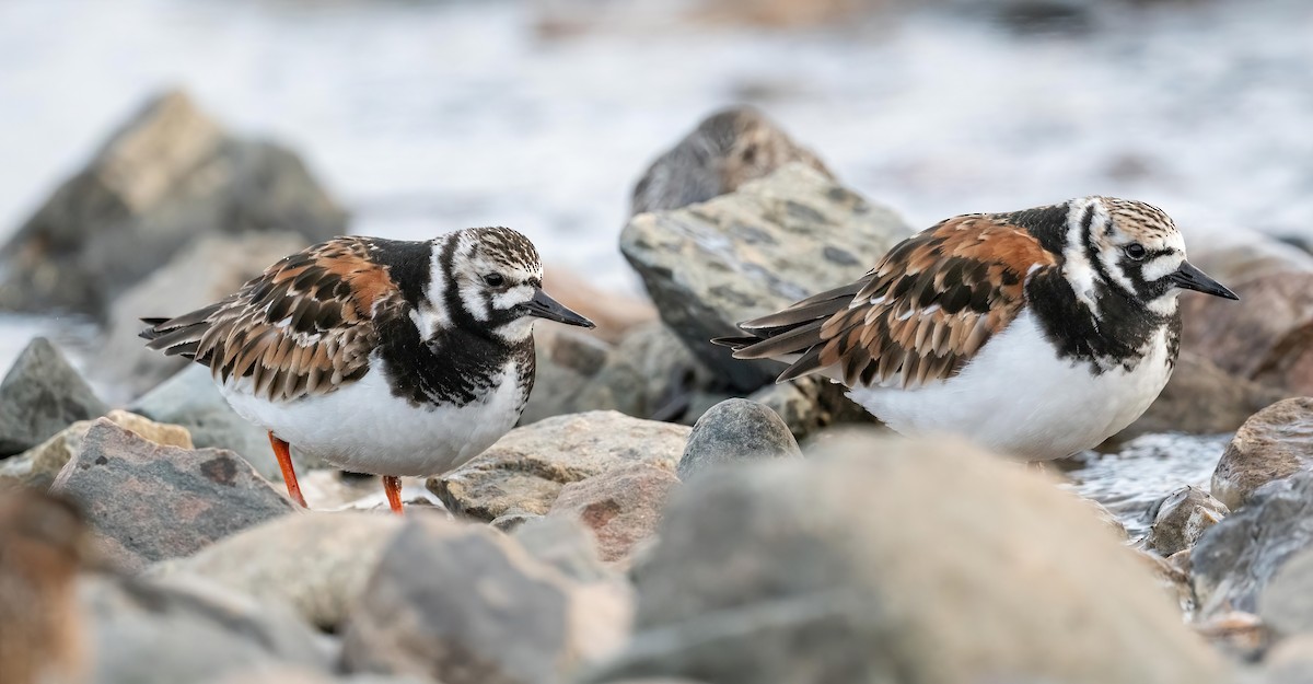 Ruddy Turnstone - ML576968481