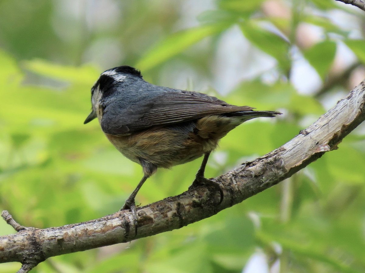 Red-breasted Nuthatch - ML576968591