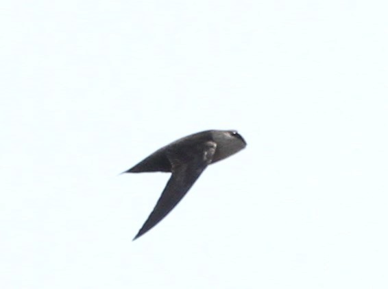 Chimney Swift - ML576968631