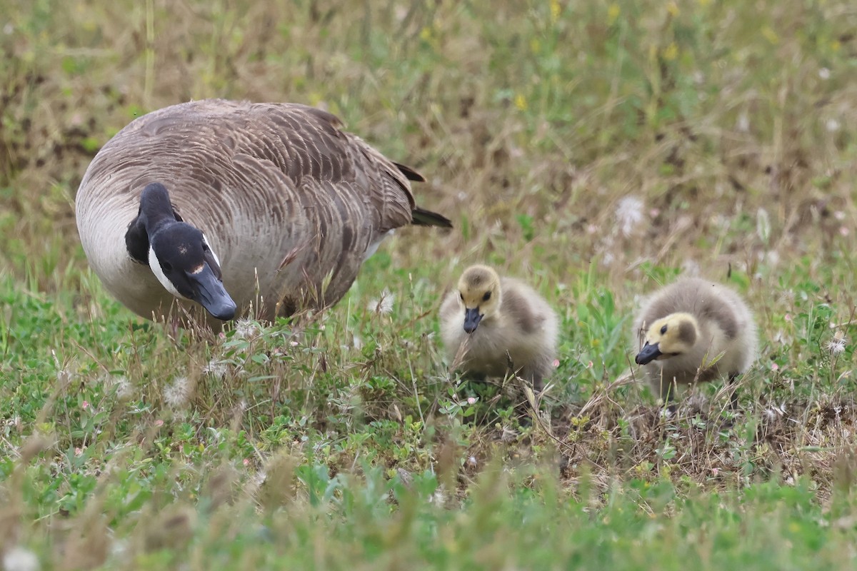 Canada Goose - Alistair Skinner