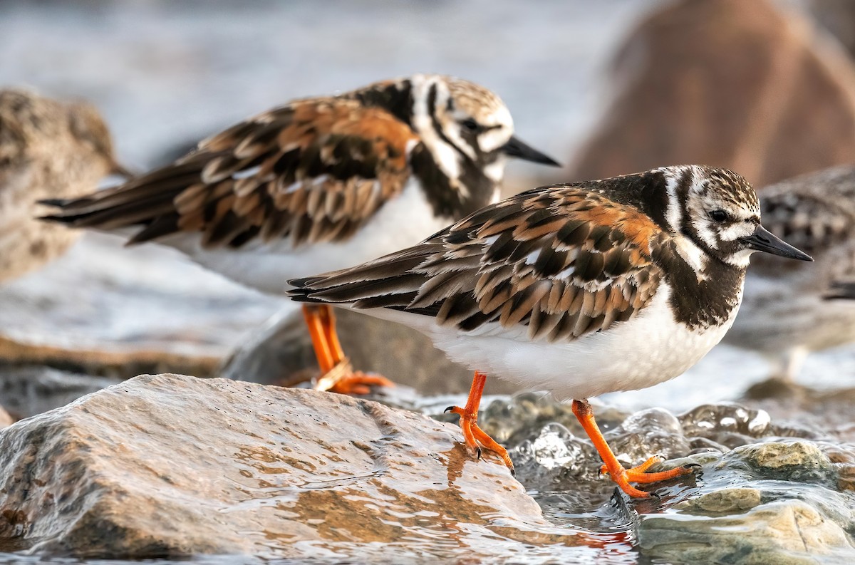 Ruddy Turnstone - ML576968991