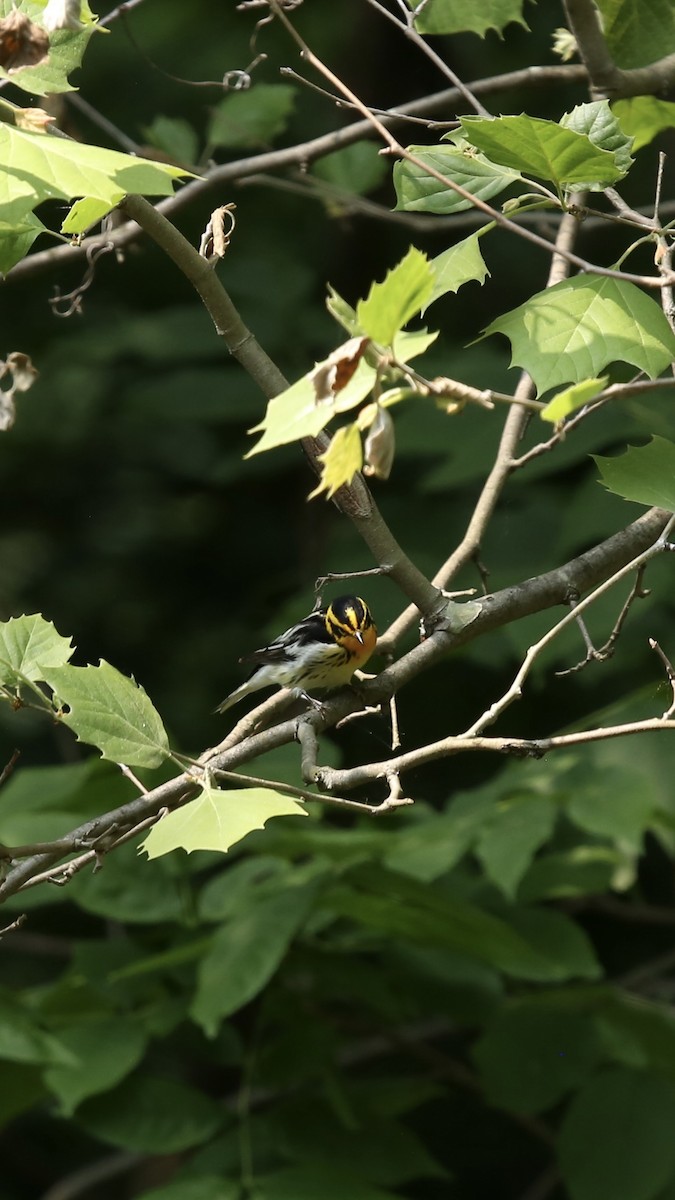 Blackburnian Warbler - ML576970611