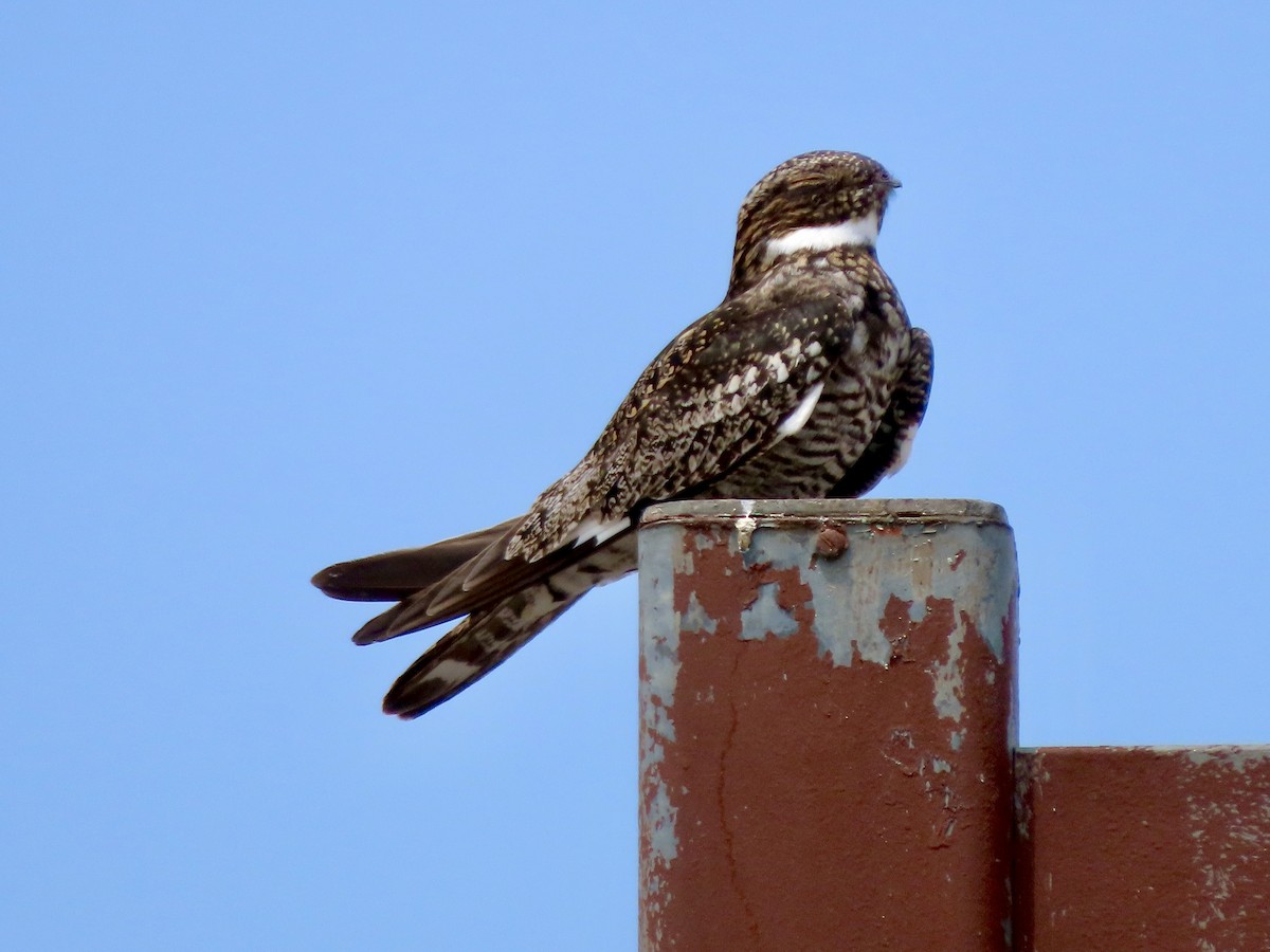 Common Nighthawk - ML576970761