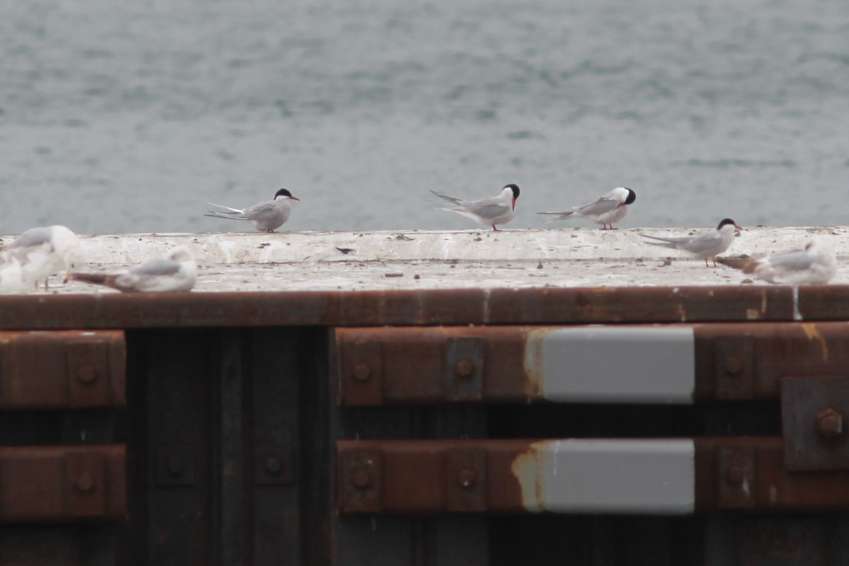 Arctic Tern - ML576971521