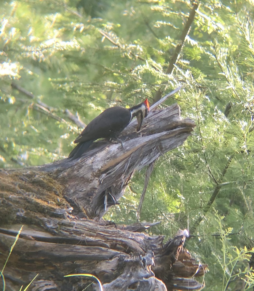 Pileated Woodpecker - Shyla Luna