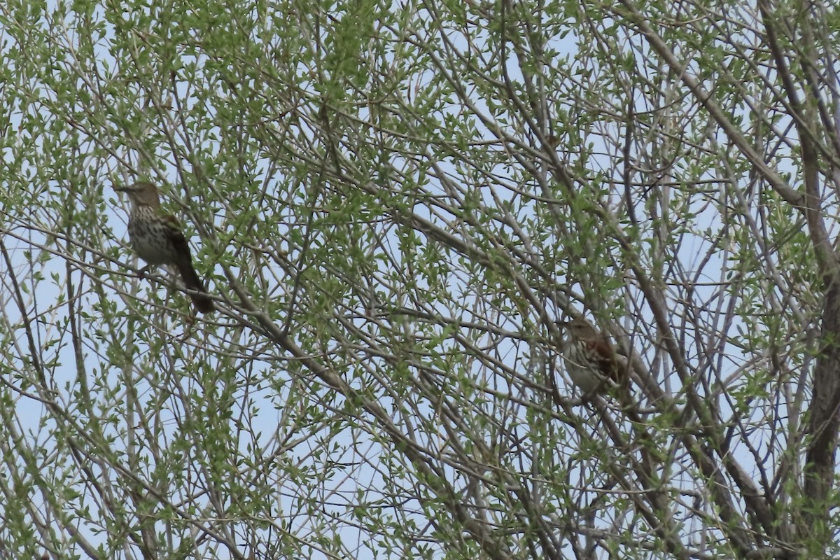 Brown Thrasher - ML576974511