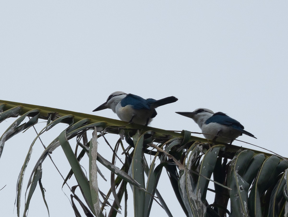 Marquesas Kingfisher - ML576974741