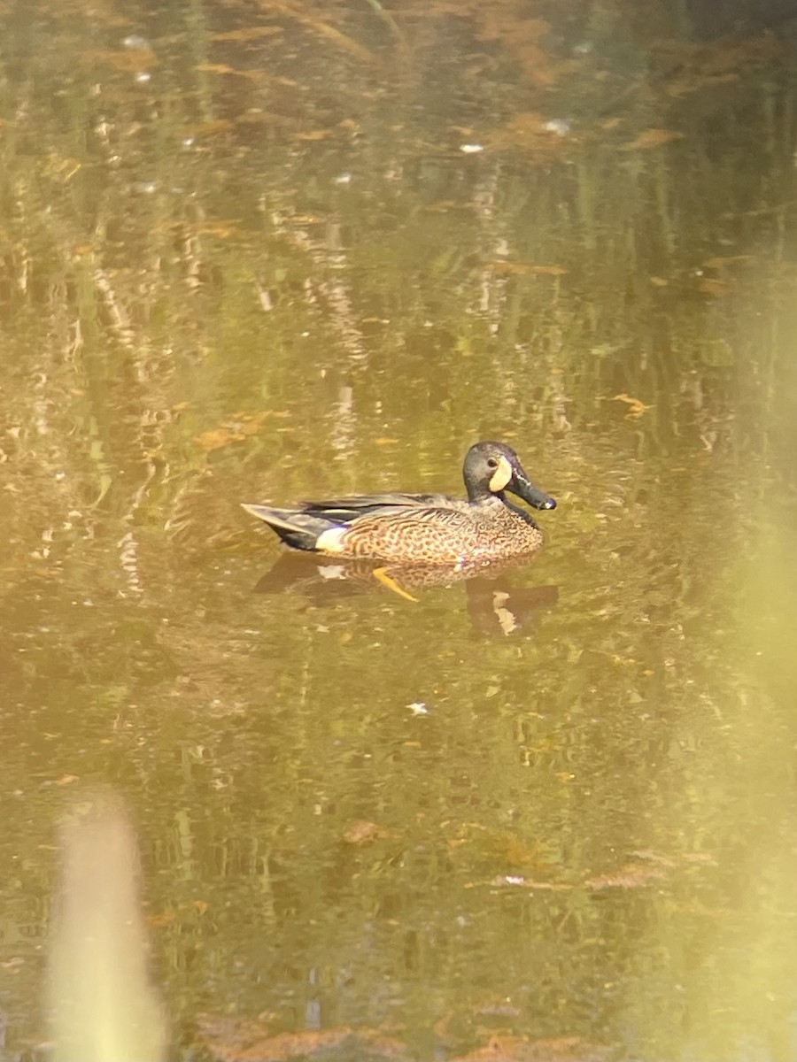 Blue-winged Teal - ML576975061