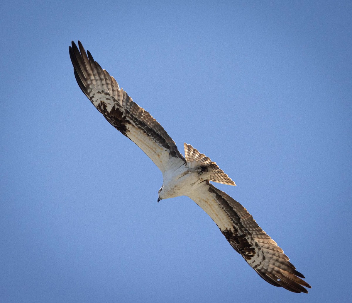 Osprey - ML576975611