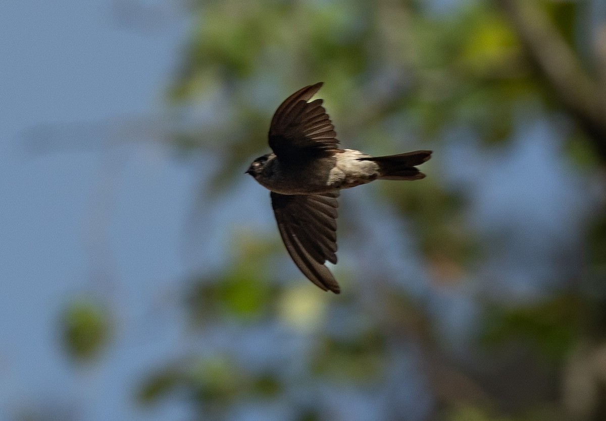 Marquesan Swiftlet - Santiago Imberti