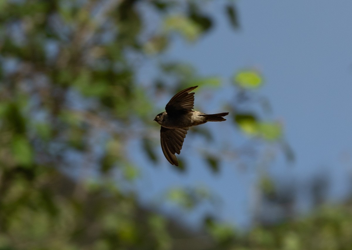 Marquesan Swiftlet - Santiago Imberti