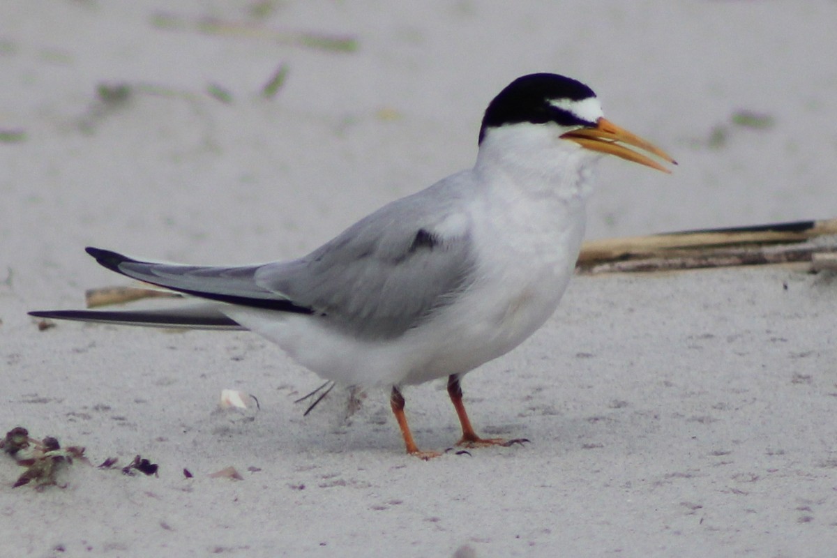 Least Tern - Kevin Markham