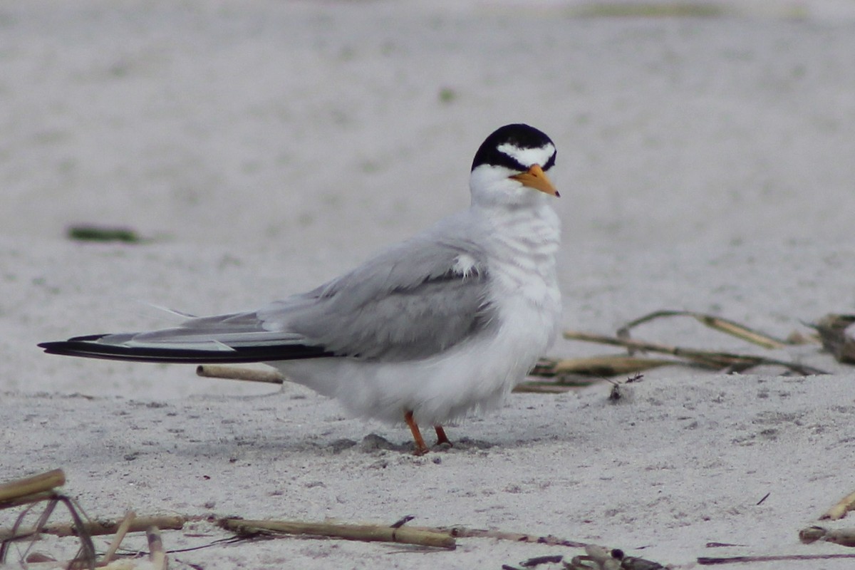 Least Tern - Kevin Markham