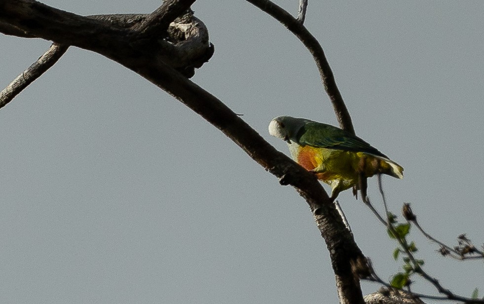 White-capped Fruit-Dove - ML576977021