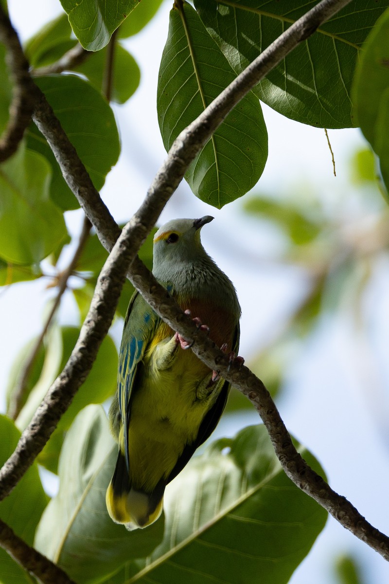 White-capped Fruit-Dove - ML576977031