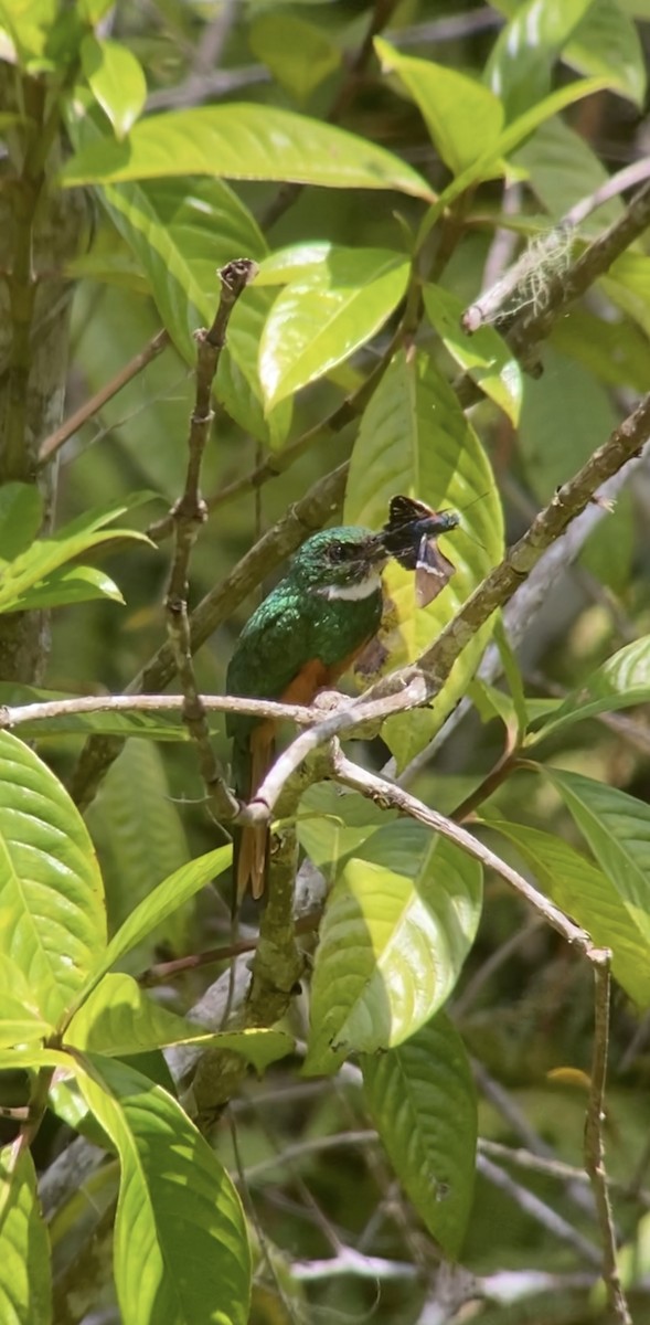 Rufous-tailed Jacamar - ML576977251