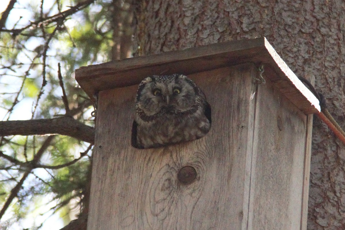 Boreal Owl - Joseph Ransdell-Green