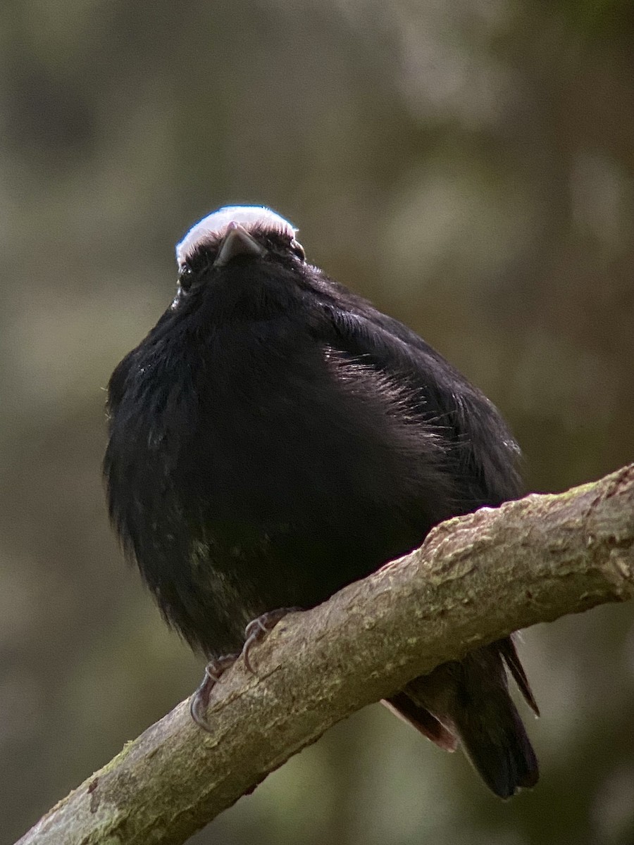 White-crowned Manakin - ML576977981