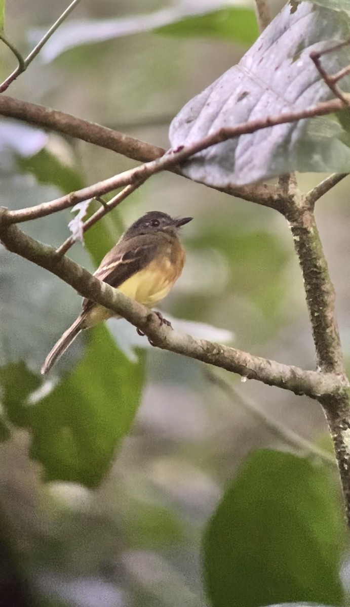 Tawny-chested Flycatcher - ML576978171