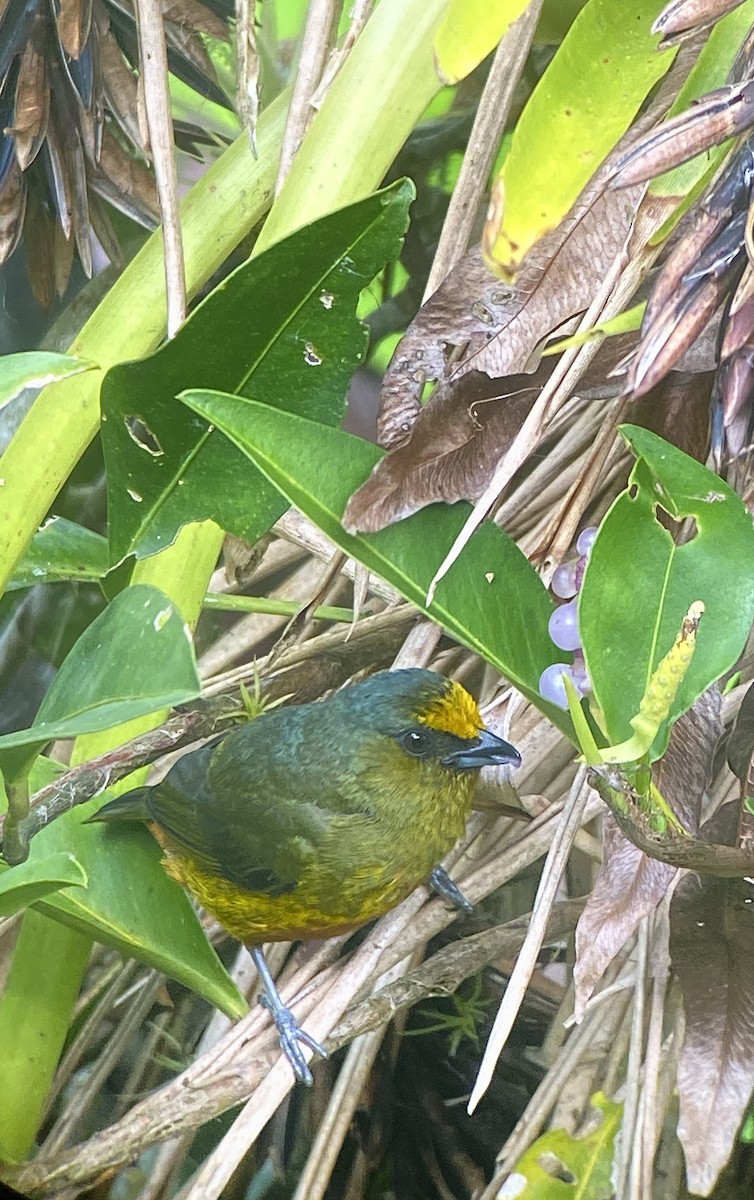 Olive-backed Euphonia - ML576978441