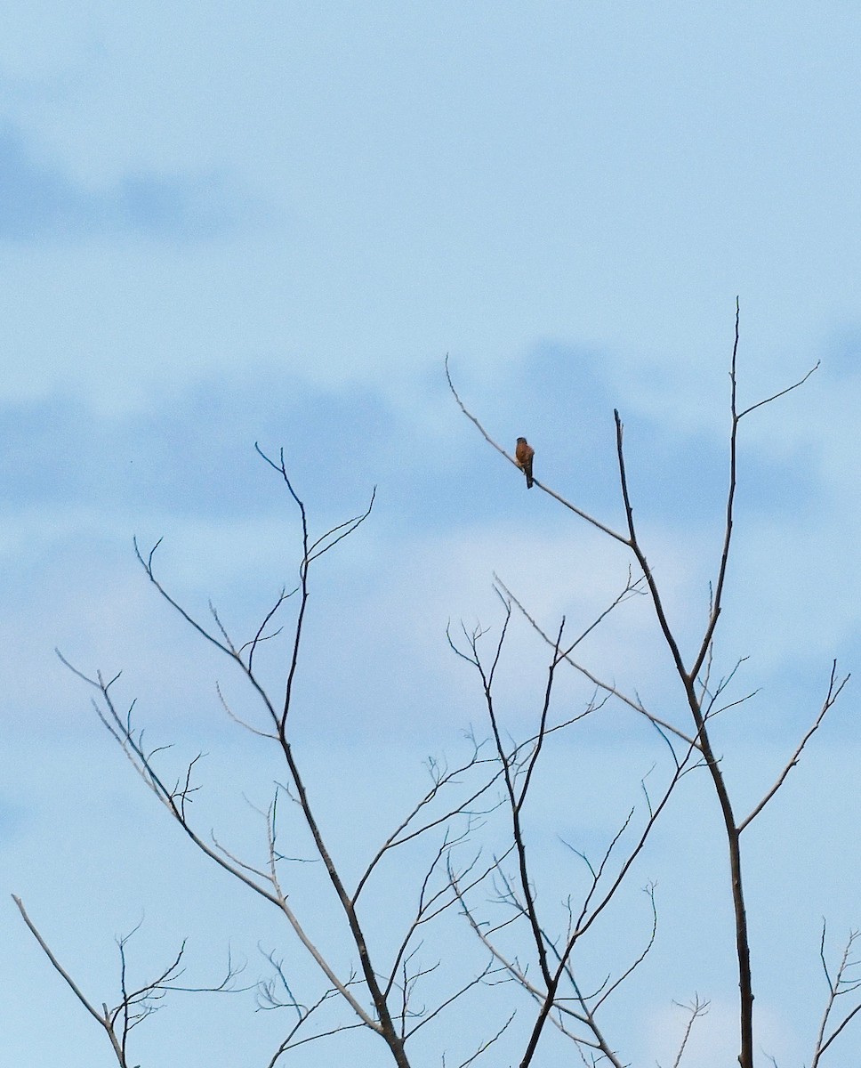 Seychelles Kestrel - ML576979291