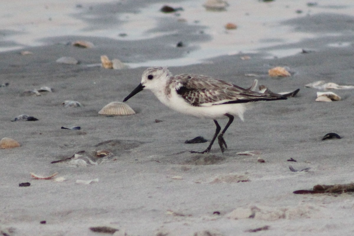 Sanderling - Kevin Markham