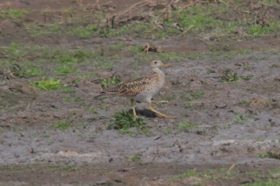 Upland Sandpiper - ML576980051