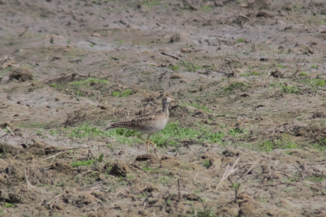 Upland Sandpiper - ML576980061