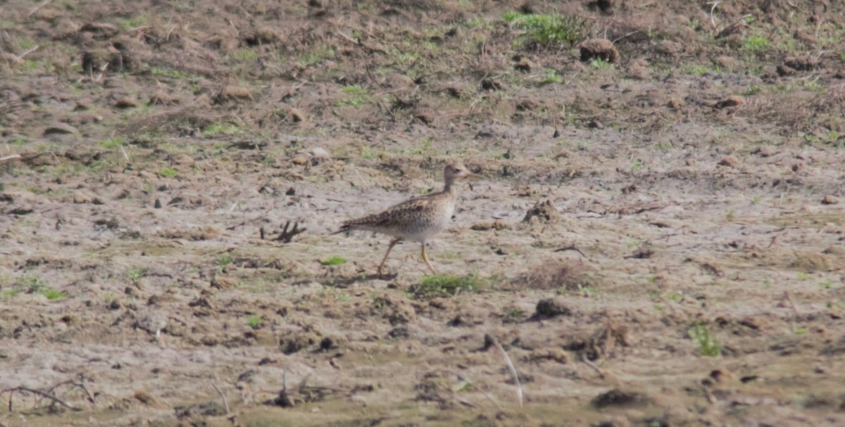 Upland Sandpiper - ML576980071