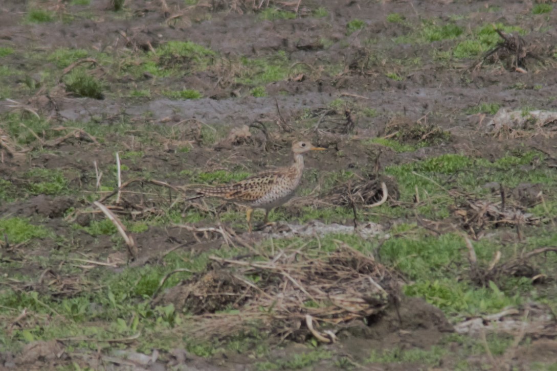 Upland Sandpiper - ML576980081